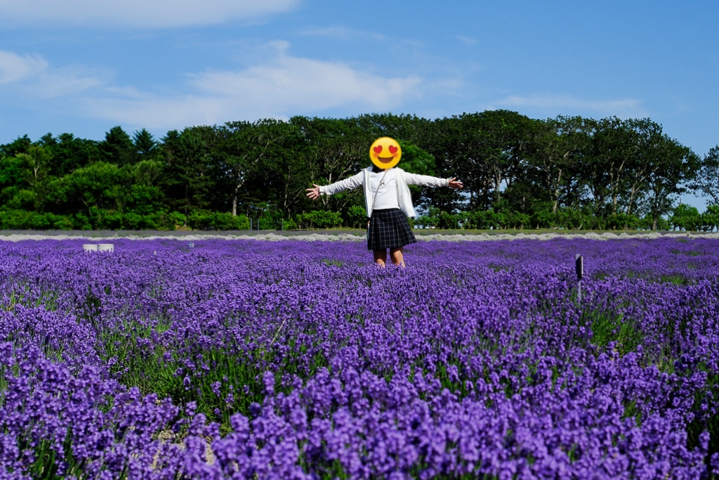 【北海道自由行】5~15天自駕行程懶人包，札幌、富良野、稚內、知床五湖完整規劃 @飛天璇的口袋