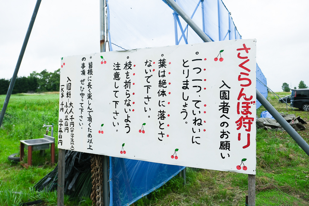 日本北海道｜辻さくらんぼ農園．美瑛西北之丘採櫻桃，1000圓櫻桃吃到飽 @飛天璇的口袋