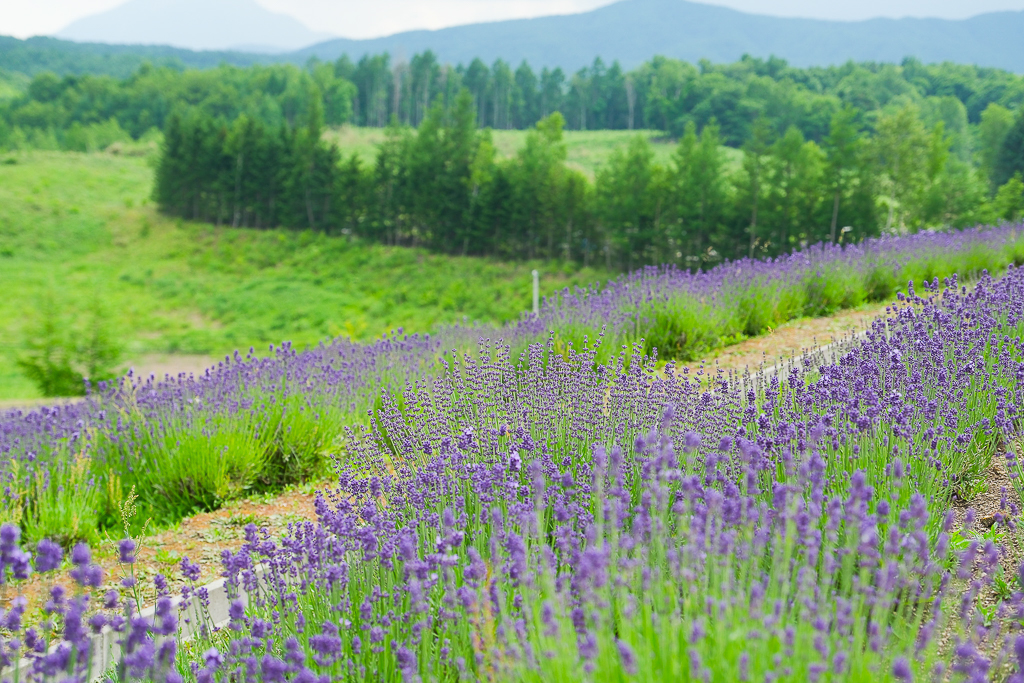 日本北海道｜頭大佛．建築大師安藤忠雄設計，夏天限定浪漫薰衣草田 @飛天璇的口袋