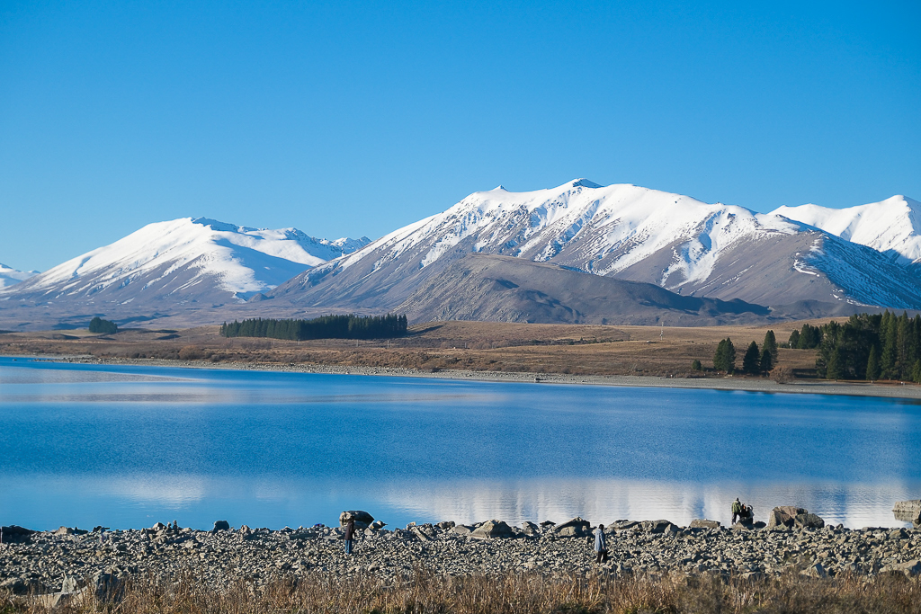 紐西蘭南島｜蒂卡波湖 Lake Tekapo．全球七大星空保護區，紐西蘭一級遺產牧羊人教堂 @飛天璇的口袋