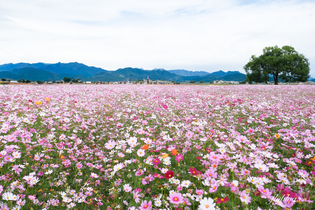 【2025新社花海】台中花毯節11/8登場，可愛的「飛天小女警」主題，三大亮點一次看 @飛天璇的口袋