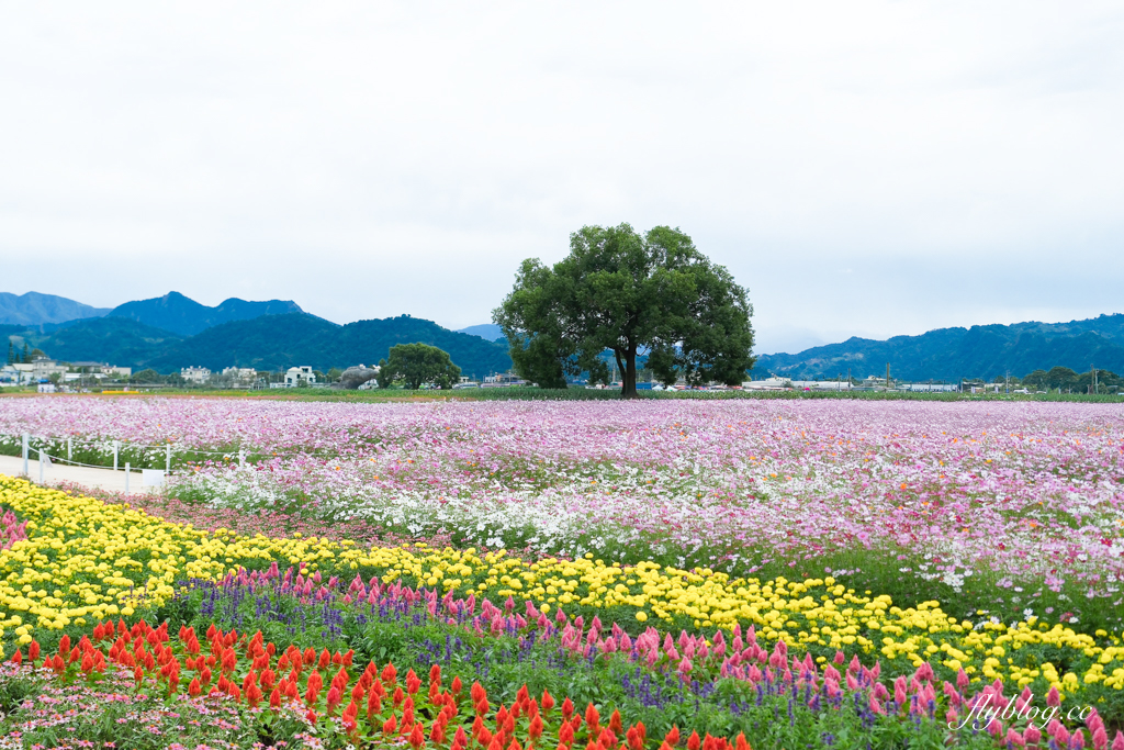 【2025新社花海】台中花毯節11/8登場，可愛的「飛天小女警」主題，三大亮點一次看 @飛天璇的口袋