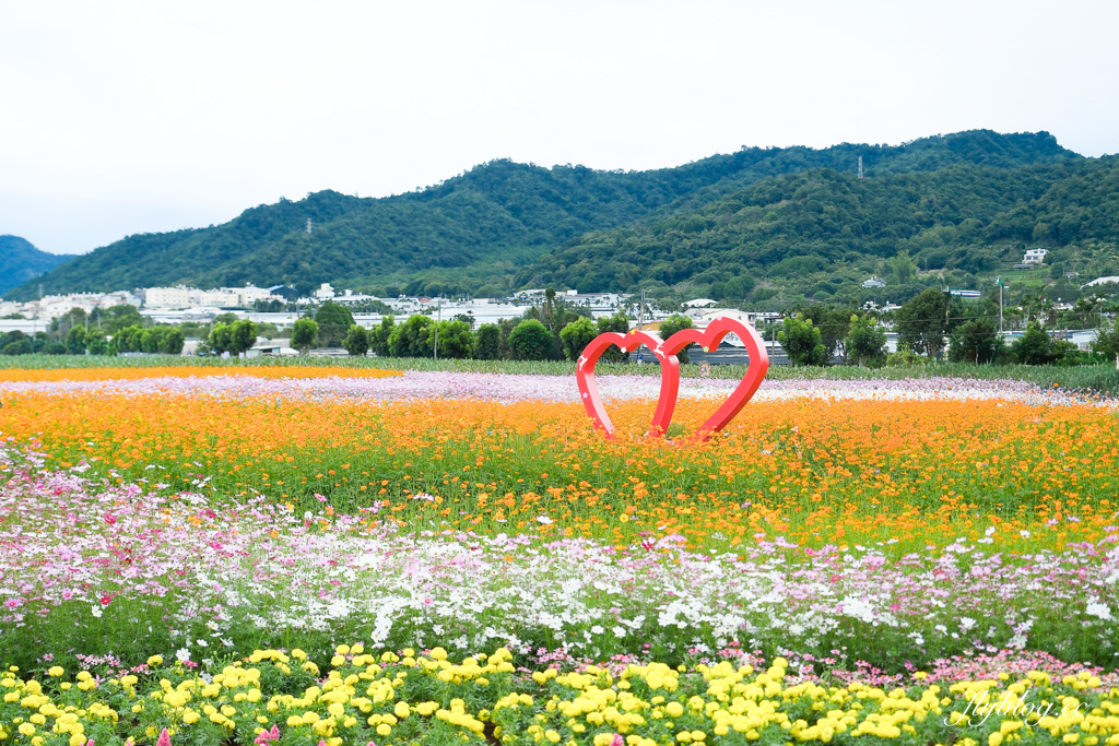 【2025新社花海】台中花毯節11/8登場，可愛的「飛天小女警」主題，三大亮點一次看 @飛天璇的口袋