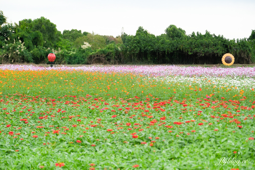 【2025新社花海】台中花毯節11/8登場，可愛的「飛天小女警」主題，三大亮點一次看 @飛天璇的口袋