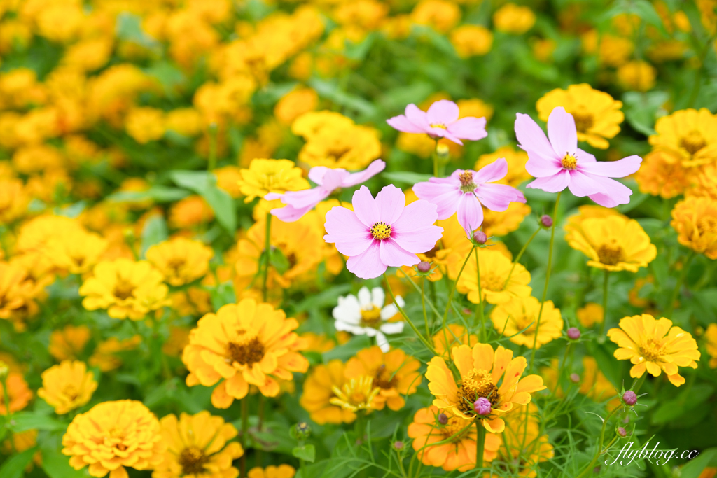 【2025新社花海】台中花毯節11/8登場，可愛的「飛天小女警」主題，三大亮點一次看 @飛天璇的口袋