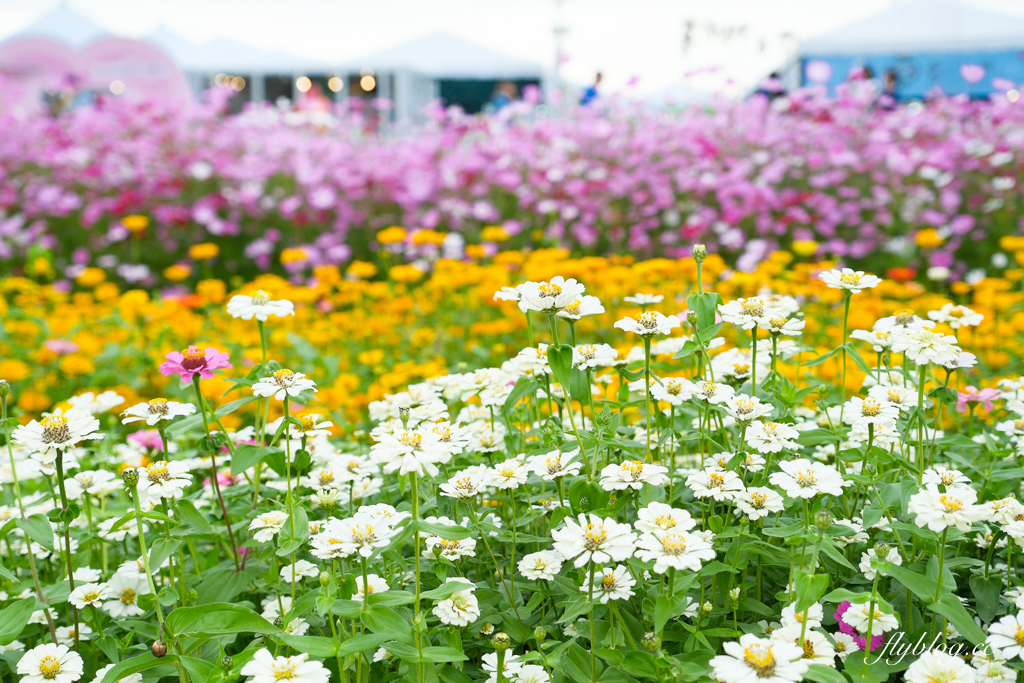 【2025新社花海】台中花毯節11/8登場，可愛的「飛天小女警」主題，三大亮點一次看 @飛天璇的口袋