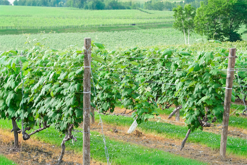 日本北海道｜六花亭富良野店 Campana．座落於葡萄園的絕美景觀，富良野落地窗咖啡館 @飛天璇的口袋