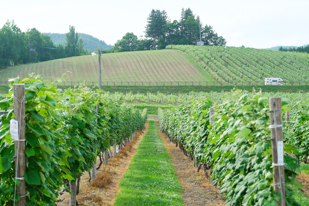 日本北海道｜六花亭富良野店 Campana．座落於葡萄園的絕美景觀，富良野落地窗咖啡館 @飛天璇的口袋