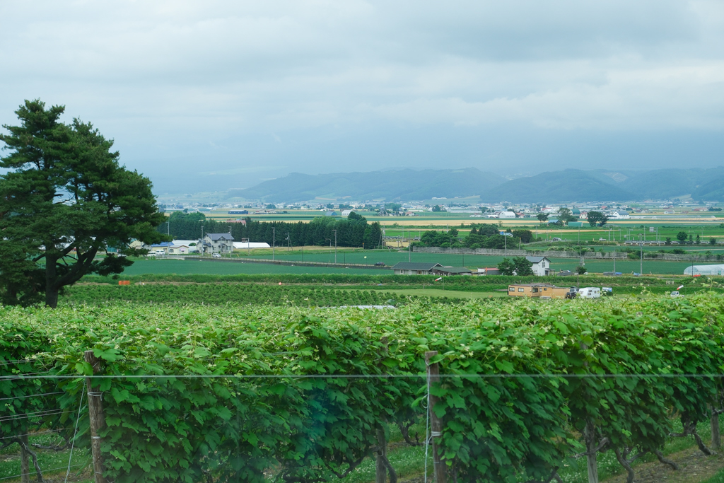 日本北海道｜六花亭富良野店 Campana．座落於葡萄園的絕美景觀，富良野落地窗咖啡館 @飛天璇的口袋