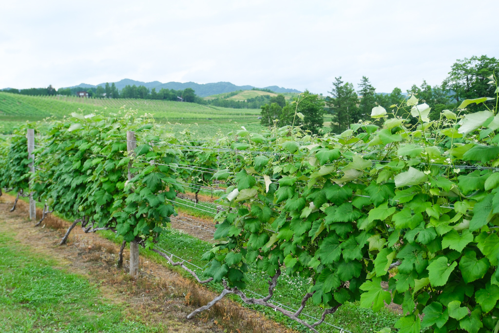 日本北海道｜六花亭富良野店 Campana．座落於葡萄園的絕美景觀，富良野落地窗咖啡館 @飛天璇的口袋