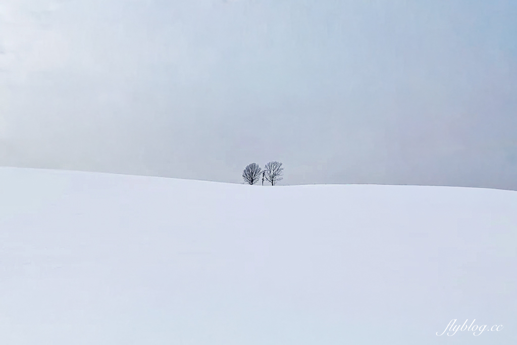日本北海道｜美瑛網紅樹．5棵經典必拍樹木，附Google Map導航連結 @飛天璇的口袋