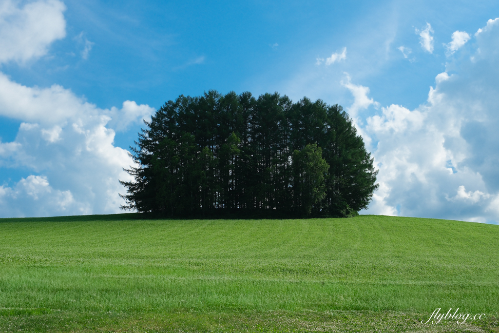 日本北海道｜美瑛網紅樹．5棵經典必拍樹木，附Google Map導航連結 @飛天璇的口袋