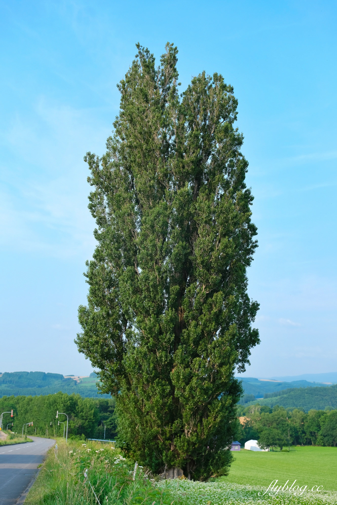 日本北海道｜美瑛網紅樹．5棵經典必拍樹木，附Google Map導航連結 @飛天璇的口袋