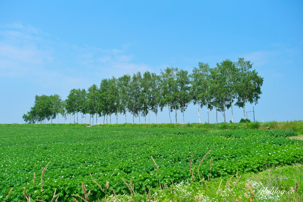 日本北海道｜美瑛網紅樹．5棵經典必拍樹木，附Google Map導航連結 @飛天璇的口袋