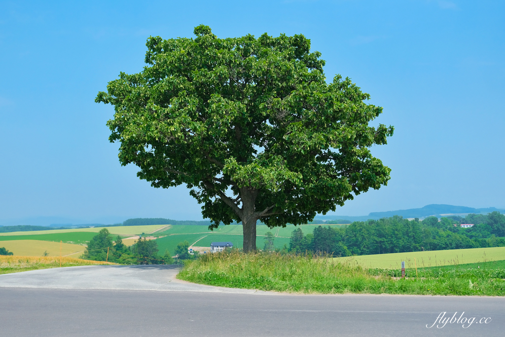 日本北海道｜美瑛網紅樹．5棵經典必拍樹木，附Google Map導航連結 @飛天璇的口袋