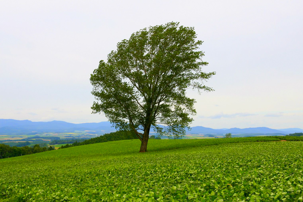 日本北海道｜美瑛網紅樹．5棵經典必拍樹木，附Google Map導航連結 @飛天璇的口袋