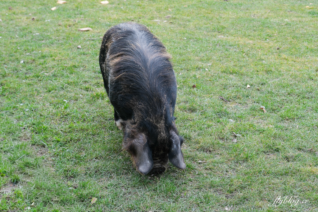 紐西蘭南島|TSS 恩斯羅號蒸汽船遊船.瓦爾特峰BBQ百匯吃到飽,一飽皇后鎮瓦卡蒂普湖之美 @飛天璇的口袋 紐西蘭南島|TSS 恩斯羅號蒸汽船遊船.瓦爾特峰BBQ百匯吃到飽,一飽皇后鎮瓦卡蒂普湖之美 @飛天璇的口袋