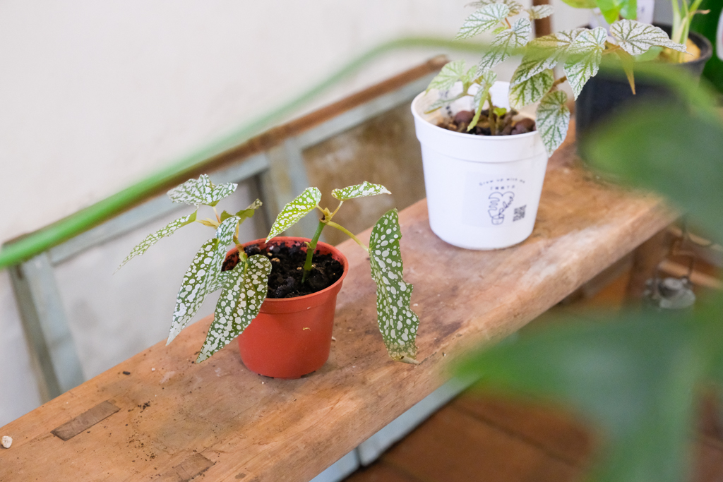 南投埔里|吾庶 usu cafe.昭和風木造老宅,埔里優質早午餐 @飛天璇的口袋 南投埔里|吾庶 usu cafe.昭和風木造老宅,埔里優質早午餐 @飛天璇的口袋