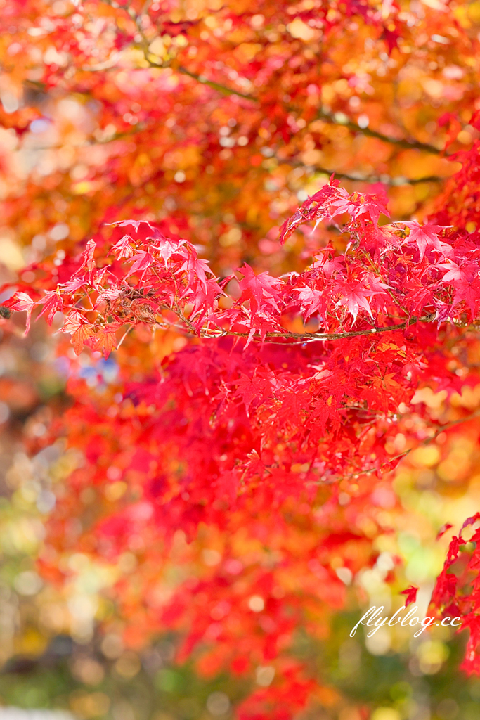 韓國釜山｜梵魚寺．釜山超美賞楓景點，韓國美麗小路之稱 @飛天璇的口袋