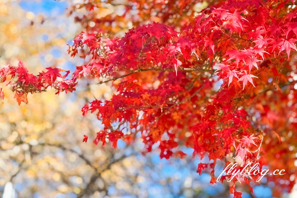韓國釜山｜梵魚寺．釜山超美賞楓景點，韓國美麗小路之稱 @飛天璇的口袋