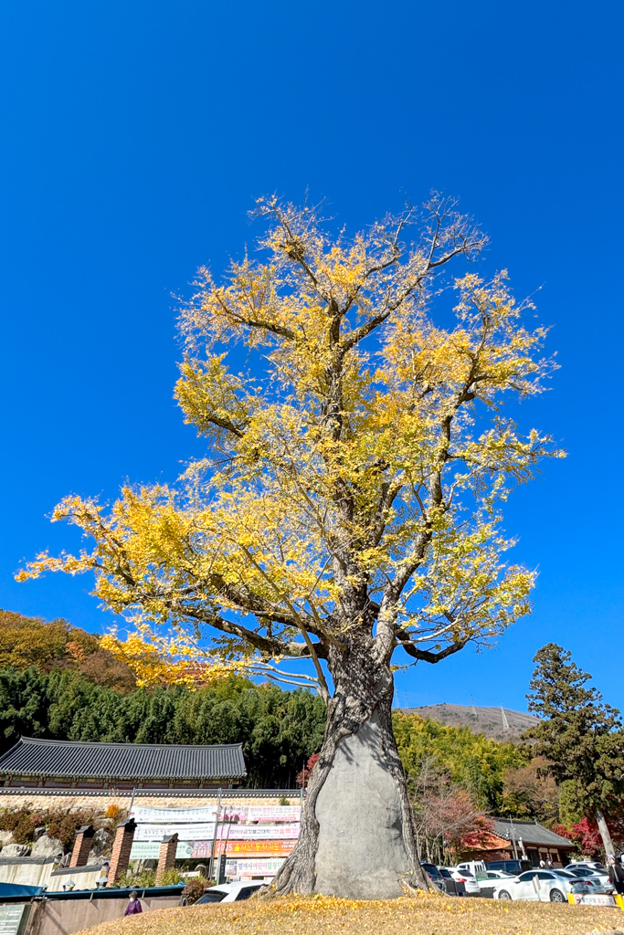 韓國釜山｜梵魚寺．釜山超美賞楓景點，韓國美麗小路之稱 @飛天璇的口袋
