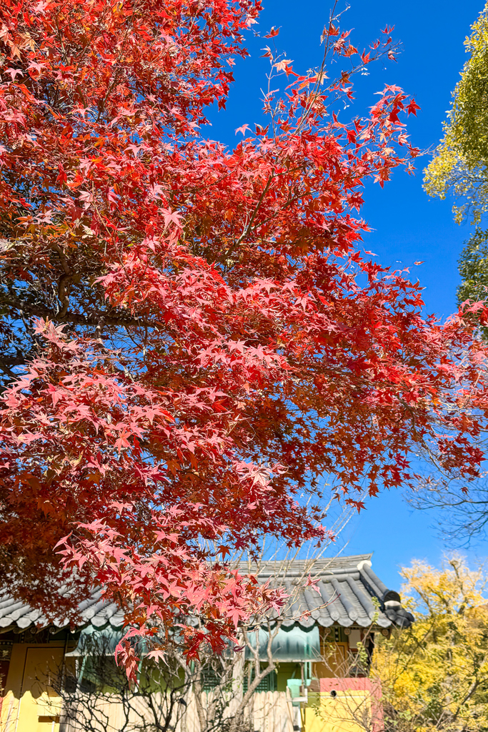 韓國釜山｜梵魚寺．釜山超美賞楓景點，韓國美麗小路之稱 @飛天璇的口袋