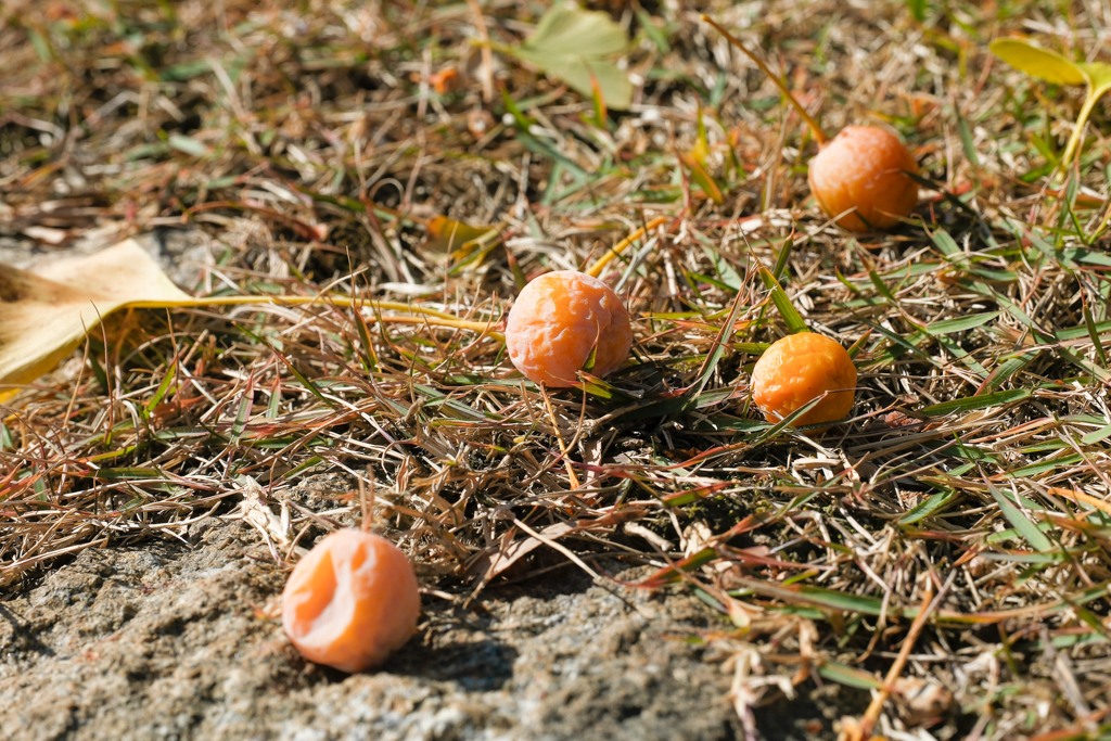 韓國釜山｜梵魚寺．釜山超美賞楓景點，韓國美麗小路之稱 @飛天璇的口袋