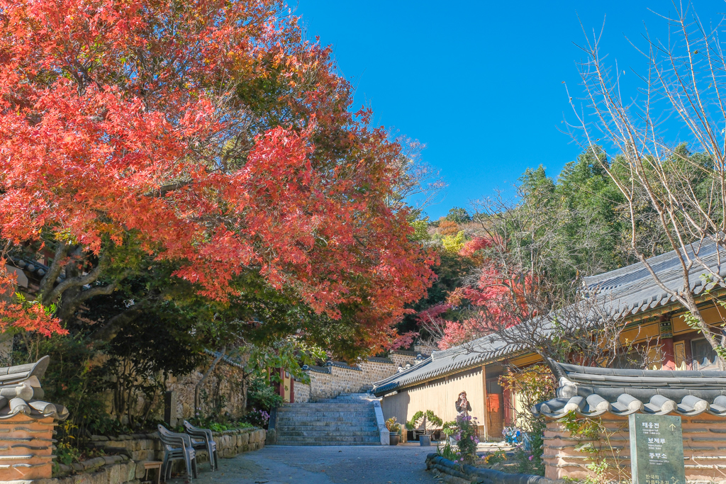 韓國釜山｜梵魚寺．釜山超美賞楓景點，韓國美麗小路之稱 @飛天璇的口袋