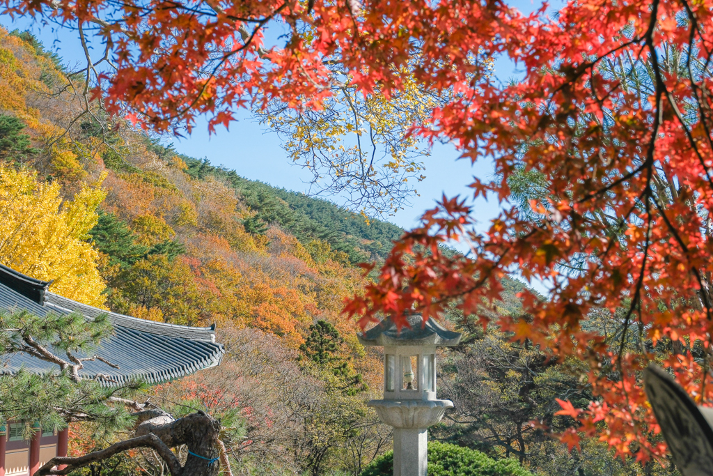韓國釜山｜梵魚寺．釜山超美賞楓景點，韓國美麗小路之稱 @飛天璇的口袋