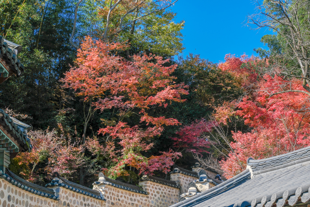 韓國釜山｜梵魚寺．釜山超美賞楓景點，韓國美麗小路之稱 @飛天璇的口袋