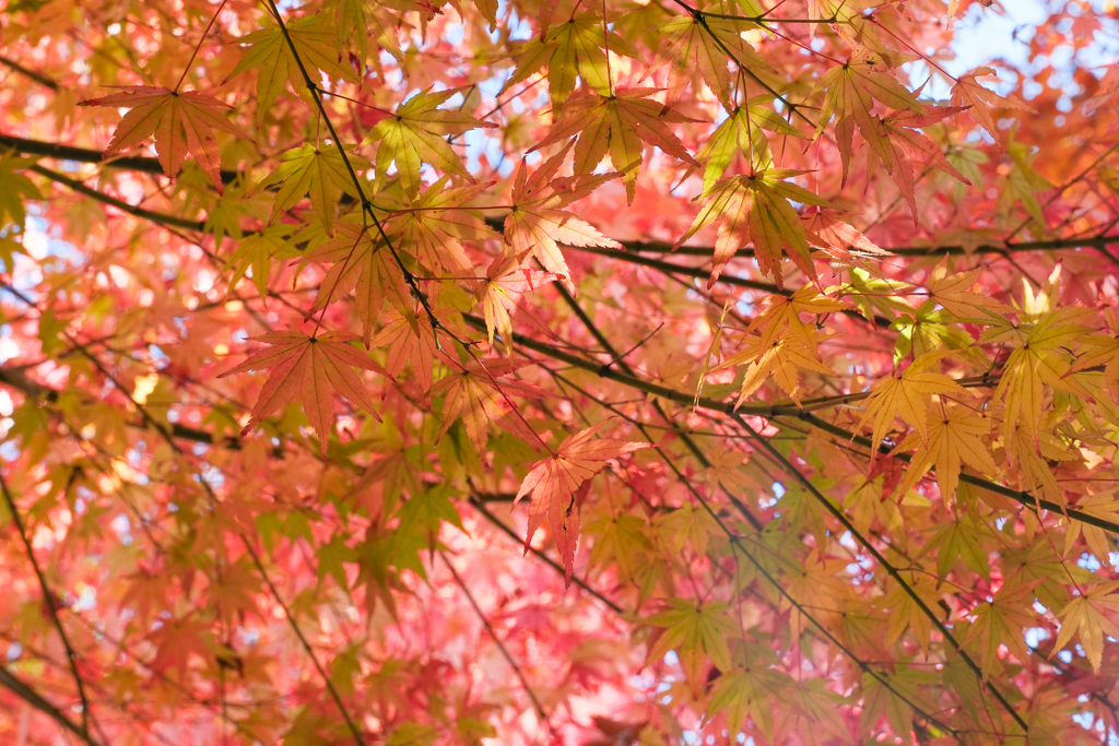 韓國釜山｜梵魚寺．釜山超美賞楓景點，韓國美麗小路之稱 @飛天璇的口袋