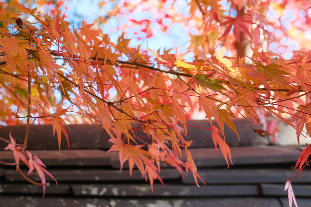 韓國釜山｜梵魚寺．釜山超美賞楓景點，韓國美麗小路之稱 @飛天璇的口袋