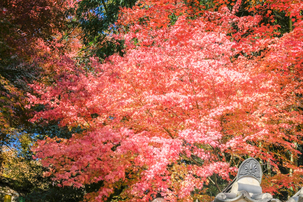韓國釜山｜梵魚寺．釜山超美賞楓景點，韓國美麗小路之稱 @飛天璇的口袋
