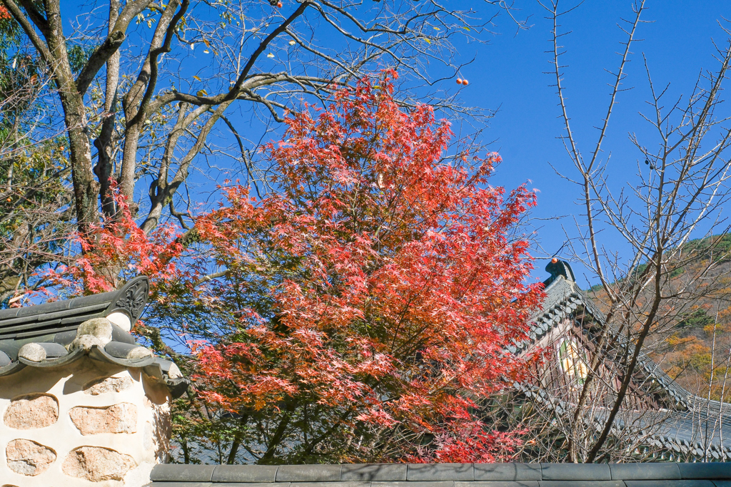 韓國釜山｜梵魚寺．釜山超美賞楓景點，韓國美麗小路之稱 @飛天璇的口袋
