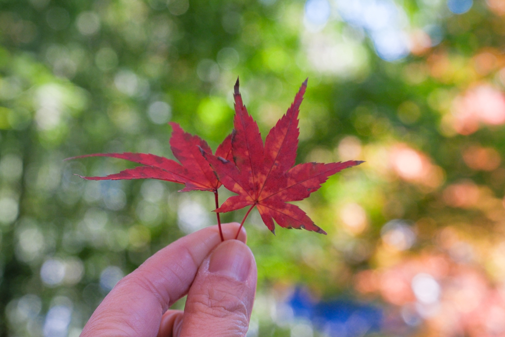 韓國釜山｜梵魚寺．釜山超美賞楓景點，韓國美麗小路之稱 @飛天璇的口袋
