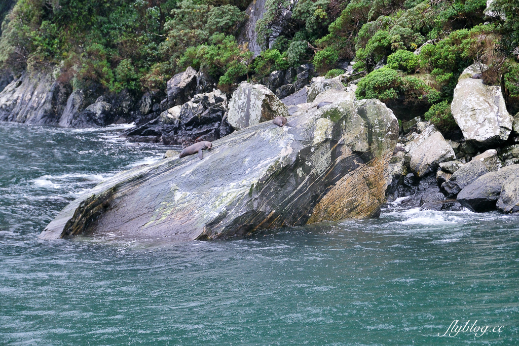 紐西蘭南島|米爾福德峽灣.被譽為世界第八大奇景,皇后鎮蒂阿瑙出發一日遊 @飛天璇的口袋 紐西蘭南島|米爾福德峽灣.被譽為世界第八大奇景,皇后鎮蒂阿瑙出發一日遊 @飛天璇的口袋
