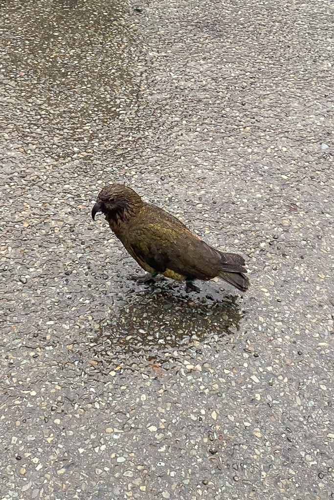 紐西蘭南島｜米爾福德峽灣．被譽為世界第八大奇景，皇后鎮蒂阿瑙出發一日遊 @飛天璇的口袋