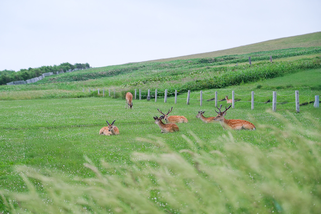 日本北海道｜宗谷岬平和公園．日本國土最北端的燈塔，遠眺鄂霍次克海 @飛天璇的口袋