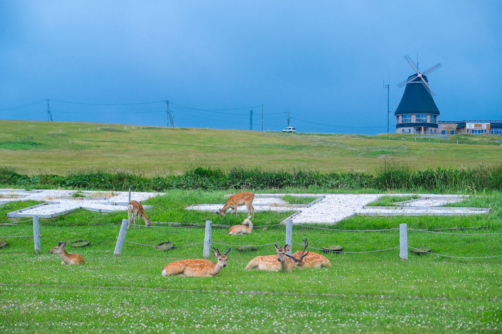 日本北海道｜宗谷岬平和公園．日本國土最北端的燈塔，遠眺鄂霍次克海 @飛天璇的口袋