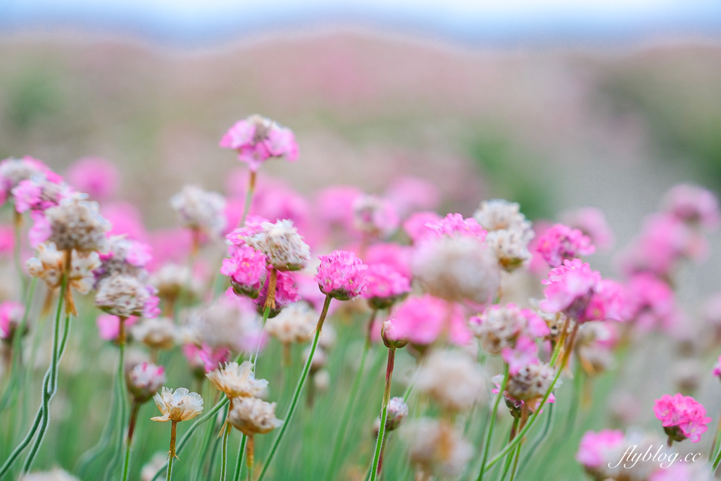 日本北海道｜宗谷岬．日本最北端之地，記得拿日本最北端到著證明 @飛天璇的口袋