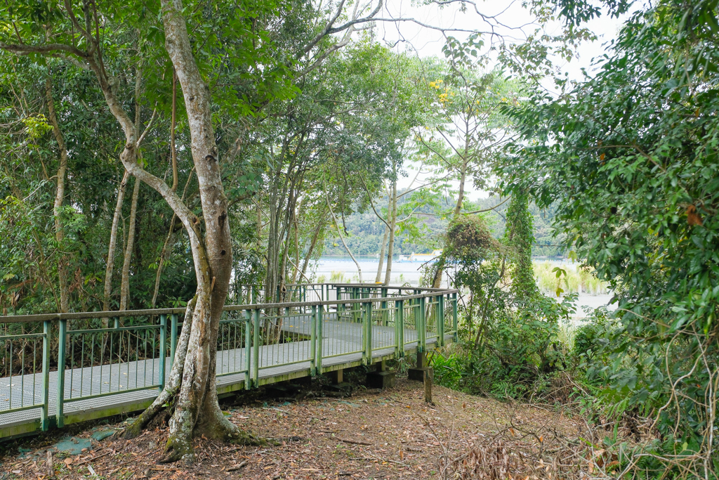 南投魚池｜水蛙頭步道．全長500公尺木棧步道，九蛙疊羅漢像就在這裡 @飛天璇的口袋