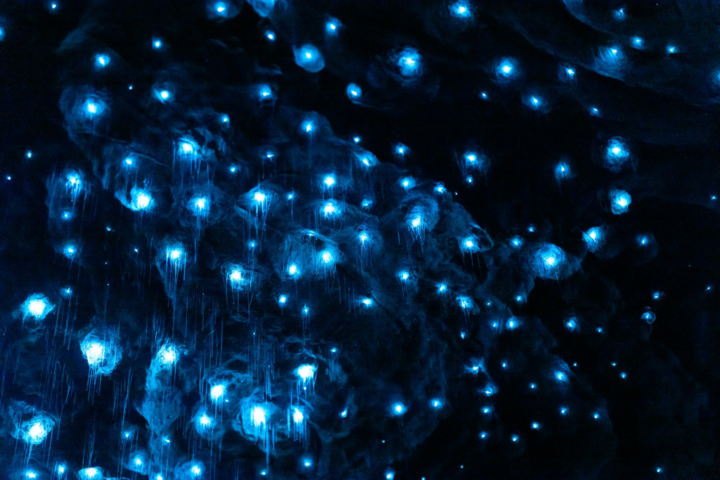 紐西蘭南島｜蒂阿瑙螢火蟲洞．南島超美奇幻探險，洞穴裡的藍色銀河 @飛天璇的口袋