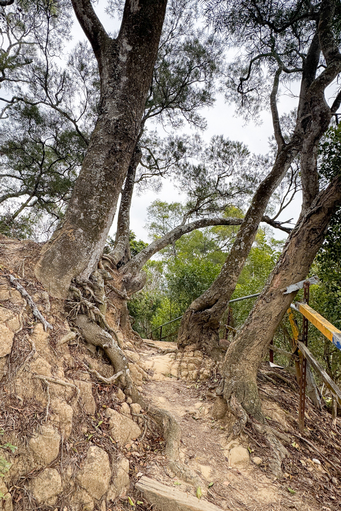 台中北屯｜南觀音山登山步道．編號42小百岳就在台中市區，必拍打卡點黃金佛手 @飛天璇的口袋