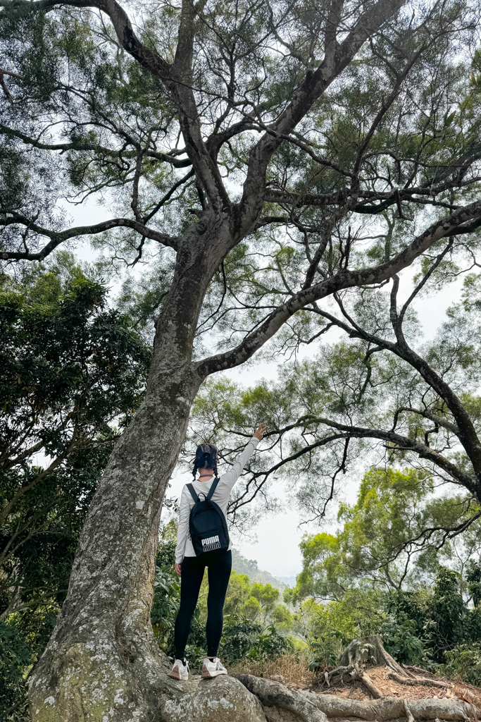 台中北屯｜南觀音山登山步道．編號42小百岳就在台中市區，必拍打卡點黃金佛手 @飛天璇的口袋
