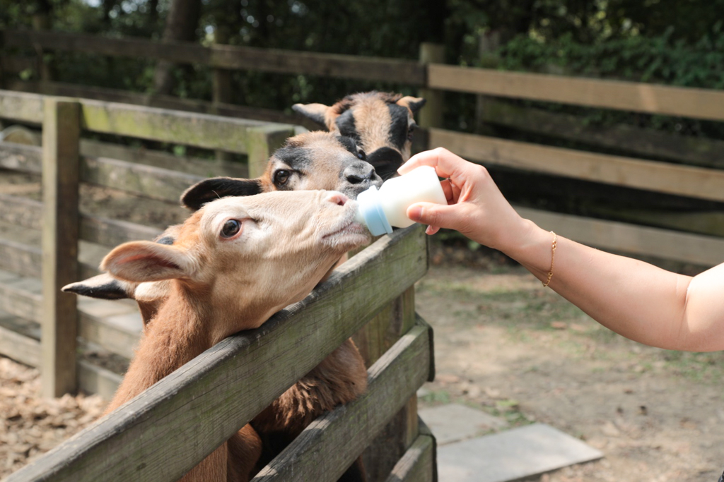 2026春遊苗栗!苗栗2天1夜輕旅行.全台最大文化影城、苗栗首座國際星級觀光飯店、占地120公頃牧場餵羊羊、露天風呂享受泡湯趣 @飛天璇的口袋 2026春遊苗栗!苗栗2天1夜輕旅行.全台最大文化影城、苗栗首座國際星級觀光飯店、占地120公頃牧場餵羊羊、露天風呂享受泡湯趣 @飛天璇的口袋