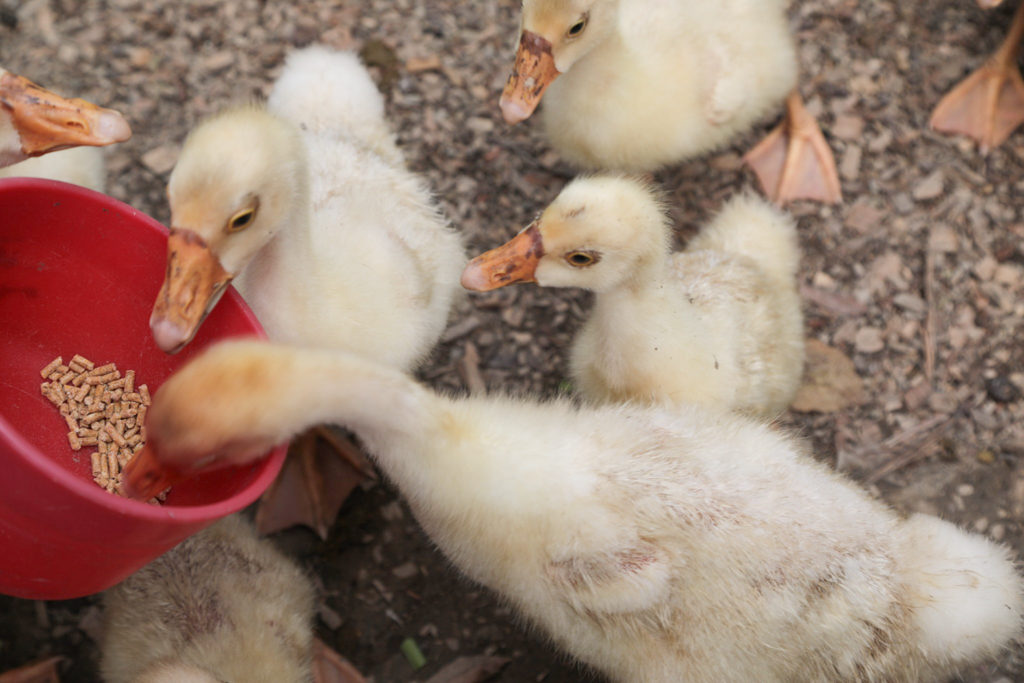 2026春遊苗栗!苗栗2天1夜輕旅行.全台最大文化影城、苗栗首座國際星級觀光飯店、占地120公頃牧場餵羊羊、露天風呂享受泡湯趣 @飛天璇的口袋 2026春遊苗栗!苗栗2天1夜輕旅行.全台最大文化影城、苗栗首座國際星級觀光飯店、占地120公頃牧場餵羊羊、露天風呂享受泡湯趣 @飛天璇的口袋