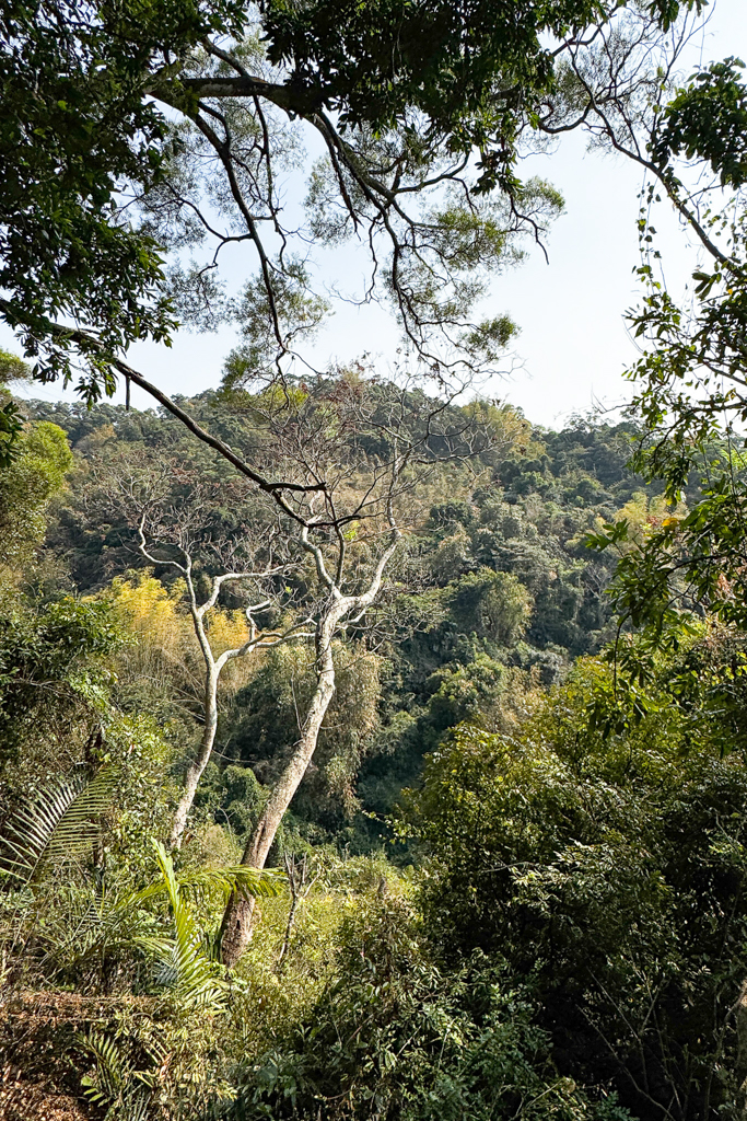 台中北屯｜大坑8號登山步道．沿途經相思木棧道，終點連接風動石公園 @飛天璇的口袋