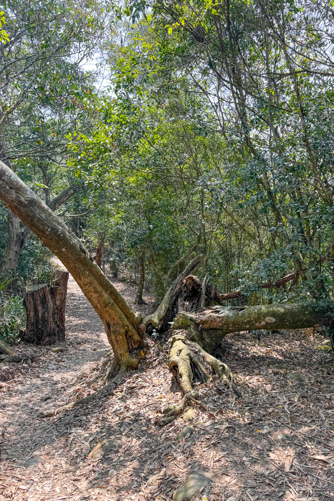 台中北屯|大坑5-1號登山步道.融入日本作家水上勉元素,銜接5號步道抵達頭嵙山 @飛天璇的口袋 台中北屯|大坑5-1號登山步道.融入日本作家水上勉元素,銜接5號步道抵達頭嵙山 @飛天璇的口袋