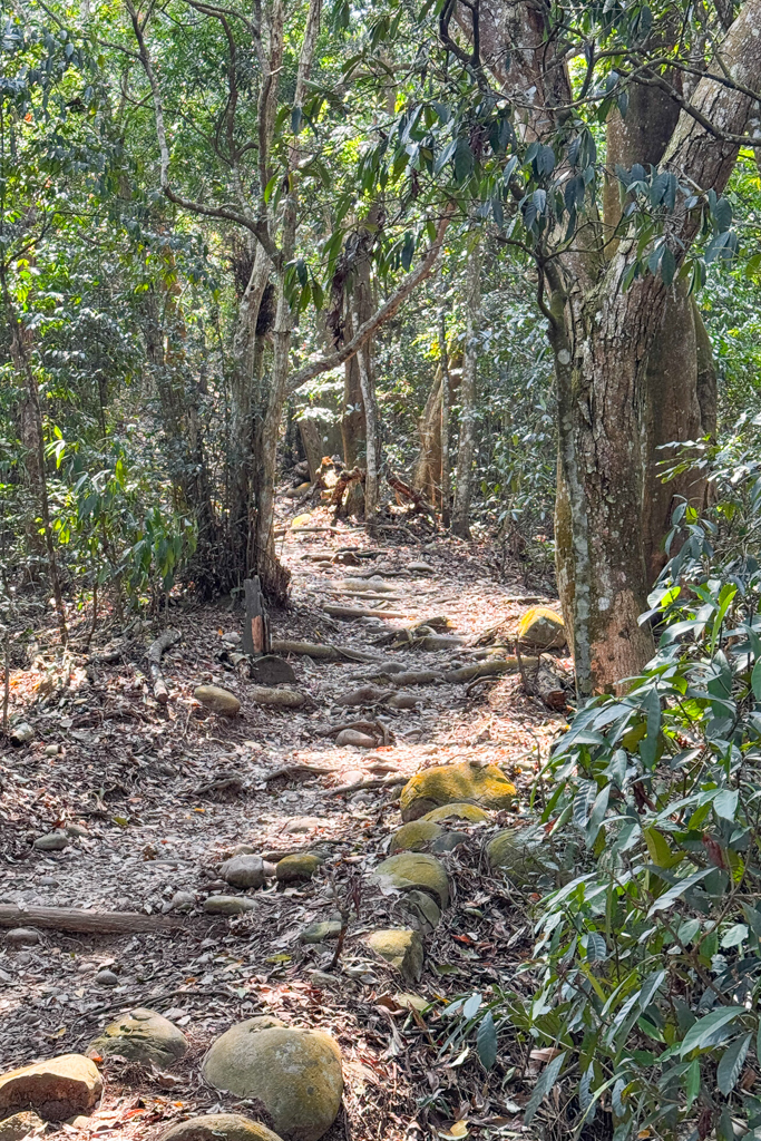 台中北屯｜大坑5-1號登山步道．融入日本作家水上勉元素，銜接5號步道抵達頭嵙山 @飛天璇的口袋