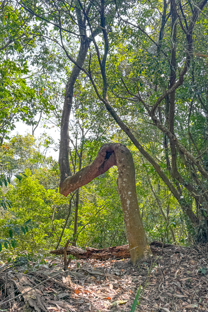 台中北屯|大坑5-1號登山步道.融入日本作家水上勉元素,銜接5號步道抵達頭嵙山 @飛天璇的口袋 台中北屯|大坑5-1號登山步道.融入日本作家水上勉元素,銜接5號步道抵達頭嵙山 @飛天璇的口袋